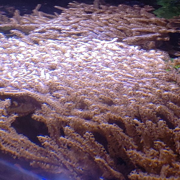 Gorgonia Coral - Reef Aquarium