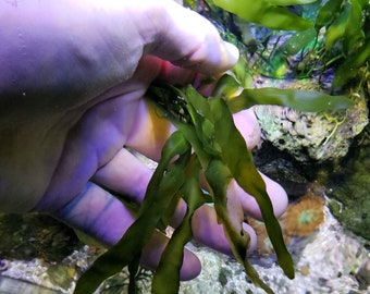 Caulerpa Prolifera - Leafy Caulerpa - A refugium algae
