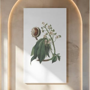 Horse Chestnut Print Vintage Botanical|Aesculus Illustration Wall Art|Printable Tree Poster|Digital Download|Nature Home Decor