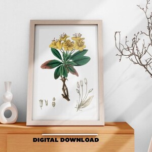 Yellow Rhododendron Print - Vintage Floral Wall Art, Botanical Flower Poster, Antique Botanical Artwork, Printable Digital Download