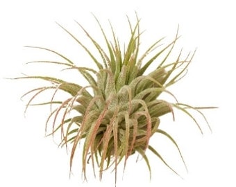 Tillandsia Ionantha Guatamala Air Plant