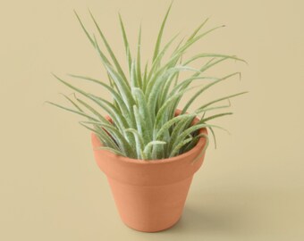 Potted Tillandsia Ionantha Guatamala Air Plant