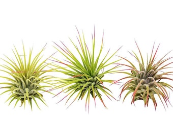 3 Ionantha Guatemala Air Plants + FREE Care Guide