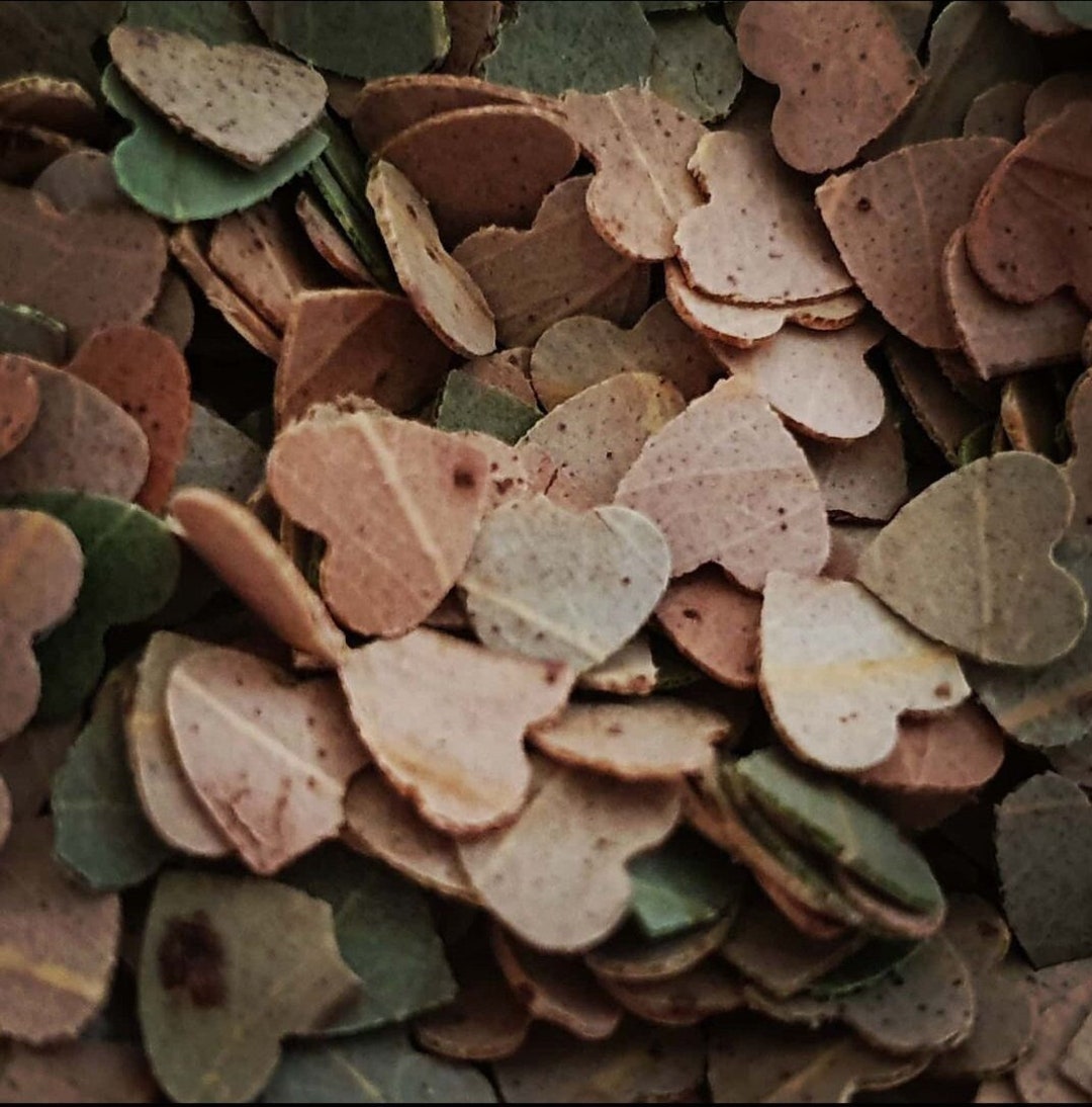 Natural Gum Leaf Confetti Etsy