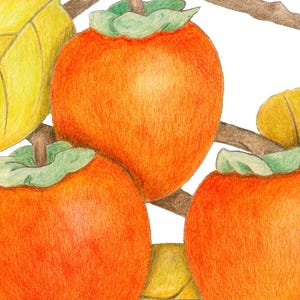 Könnte beinhalten: Eine Buntstiftzeichnung von drei leuchtend orangefarbenen Kakifrüchten, die an einem braunen Ast hängen. Die Früchte haben grüne Kelchblätter an der Oberseite und sind von mehreren gelben Blättern mit sichtbaren Blattadern vor weißem Hintergrund umgeben.