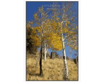 Fall Aspens | Wet Mountains | Colorado | Wall Art Poster