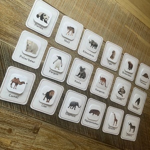 May include: A collection of animal flashcards featuring illustrations of various animals, including a panda, wolf, rhinoceros, tiger, and brown bear. Each card has the animal's name printed below the image. The cards are arranged on a wooden surface.