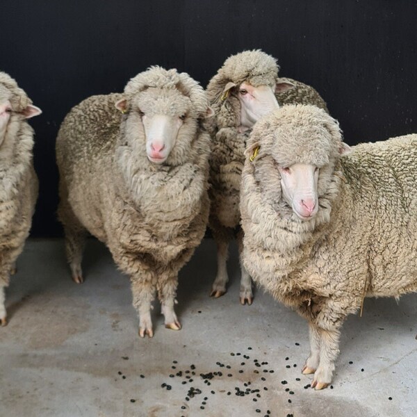 Merino australiano de más de 3,5 kg de vellón entero superfino, crudo, sin lavar, de 16 a 19 micrones de ovejas adultas criadas a mano - esquilado en noviembre de 2023