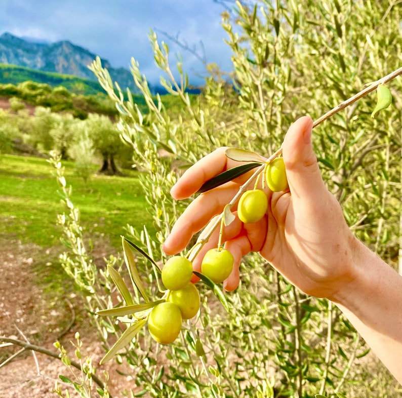 Extra Verd Labor zertifiziertes Ultra High Polyphenol Natives Olivenöl extra, erste Pressung, frühe Ernte, kleine Charge, späteste Saison Bild 6