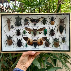 May include: A framed collection of 16 preserved insects, including beetles, cicadas, and a stick insect. The insects are displayed on a white background with their scientific names printed below each specimen.