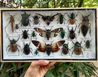 Real Insect Taxidermy Display Frame – Beetle & Cicada Collection