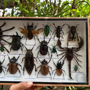 Real Exotic Set Poisonous Insects Mixed Taxidermy Big Specimens ...