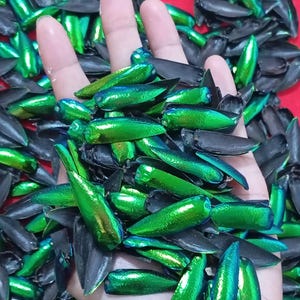 以下が含まれることがあります： 虹色の緑と黒の甲虫の羽のコレクション。緑色の羽はメタリックな光沢があり、青と金のヒントがあります。黒い羽はマット仕上げです。羽は散らばっており、一部は手で持たれています。