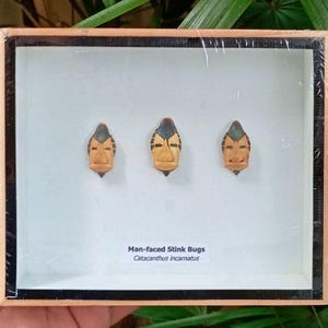 Framed Man-Faced Stink Bug Collection: Unique Insect Home Decor