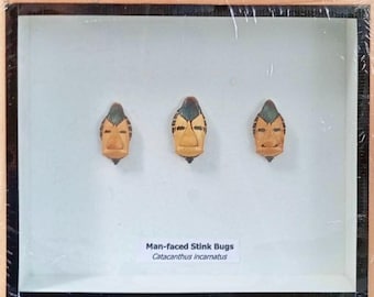 Framed Man-Faced Stink Bug Collection: Unique Insect Home Decor
