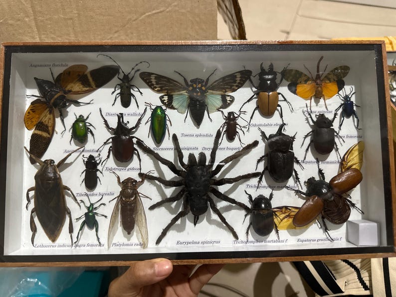 Real Exotic Insect Bug Taxidermy Framed Display Specimens Wooden Box - Etsy