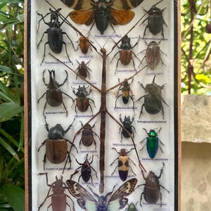 Op de afbeelding: Een ingelijste collectie van geconserveerde insecten, waaronder kevers, vlinders en wandelende takken. De insecten zijn gerangschikt in een rasterpatroon op een witte achtergrond. Het frame is gemaakt van hout en heeft een glazen voorzijde.
