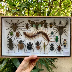 Peut inclure: Collection d'insectes encadrée, présentant une variété d'insectes préservés, dont une grande araignée, un scorpion, des coléoptères et un mille-pattes. Les insectes sont disposés sur un fond blanc dans un cadre en bois.