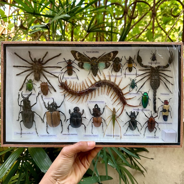 Decoración de pared con insectos taxidermia, tarántulas, escorpiones y ciempiés reales.