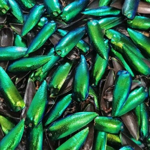 May include: Close-up of a collection of iridescent green beetle wings. The wings have a metallic sheen, with shades of emerald and teal. The background consists of darker, duller-colored wing casings.