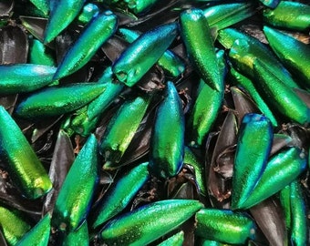 Emerald Green Jewel Beetle Wings: Fashion Jewelry & Craft Supplies