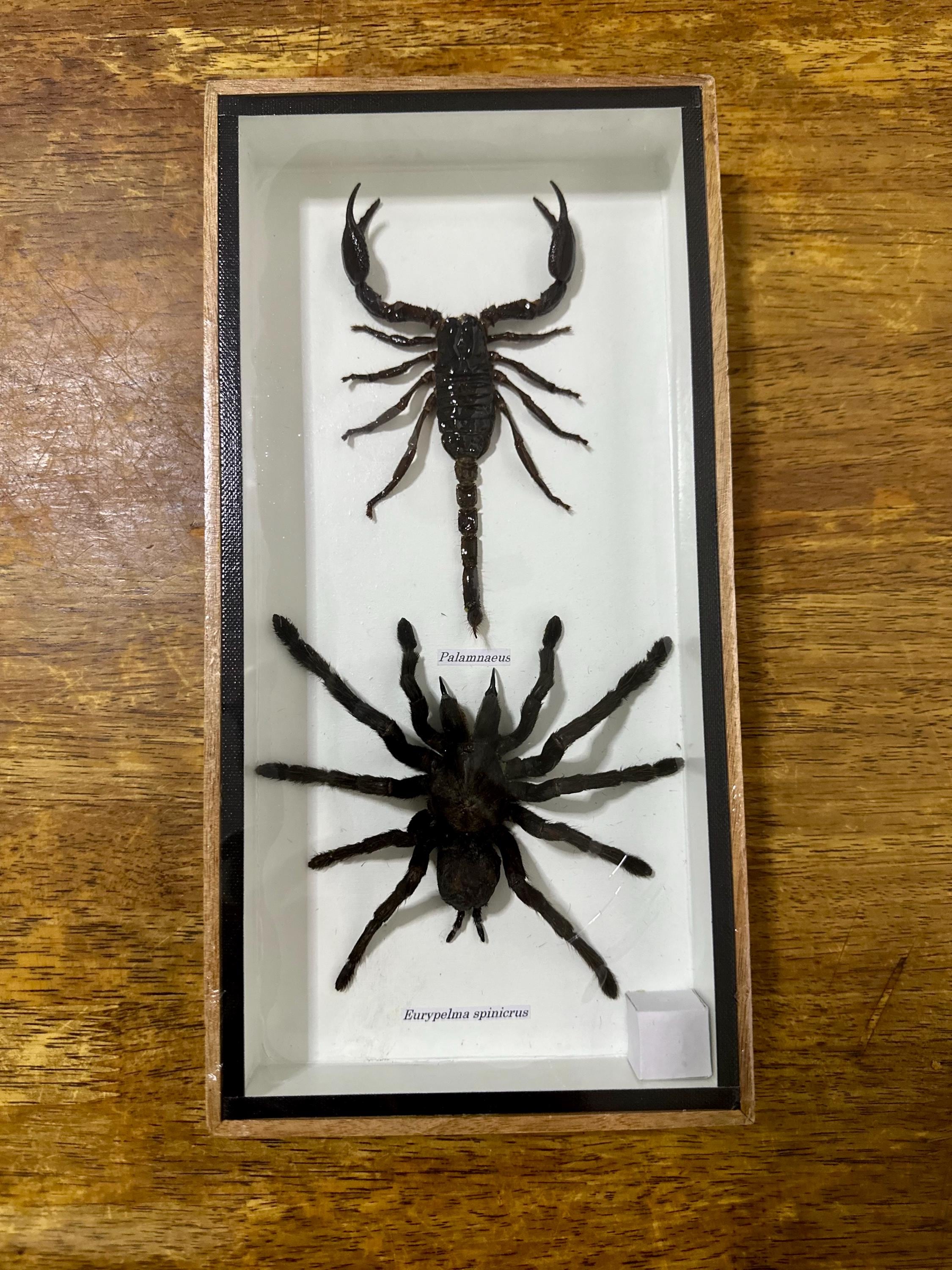 Real Tarantula Taxidermy In Shadow Box Frame | Mounted Spider Specimen For Gothic Home Decor