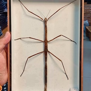 Preserved Stick Taxidermy Insect Bug Specimen in Wooden wall art Display