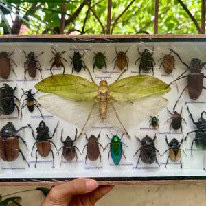Real Insect Specimen Framed 20 Preserved Beetles & Grasshopper Glass Display Box Insect Specimen Home Decor Oddities Curiosity Cabinet Gift