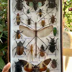 Może przedstawiać: Ramka z ekspozycją różnych owadów, w tym chrząszczy, motyli i patyczaka. Owady są przypięte i oznaczone ich nazwami naukowymi. Ramka jest drewniana i ma szklaną przednią część.