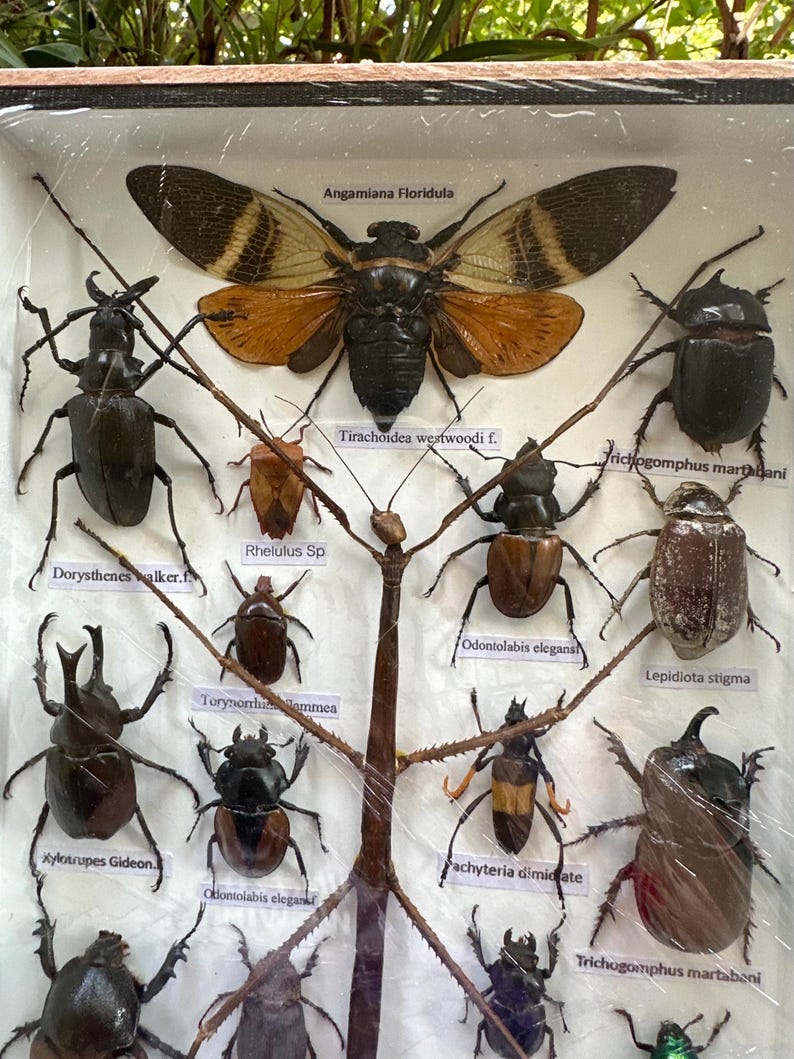 Exotic Insect Taxidermy Display: Handcrafted Entomology Specimen ...