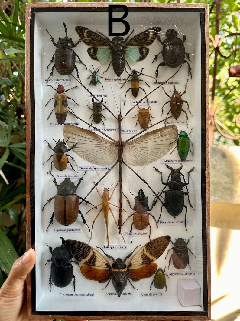 Real Insect Taxidermy Display: Exotic Beetles, Cicadas in Wooden Frame ...