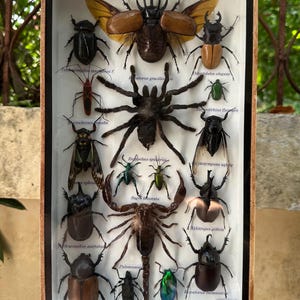 Könnte beinhalten: Eine gerahmte Präsentation von 15 konservierten Insekten und Spinnentieren, darunter Käfer, Spinnen und Skorpione. Die Insekten sind mit ihren wissenschaftlichen Namen beschriftet.