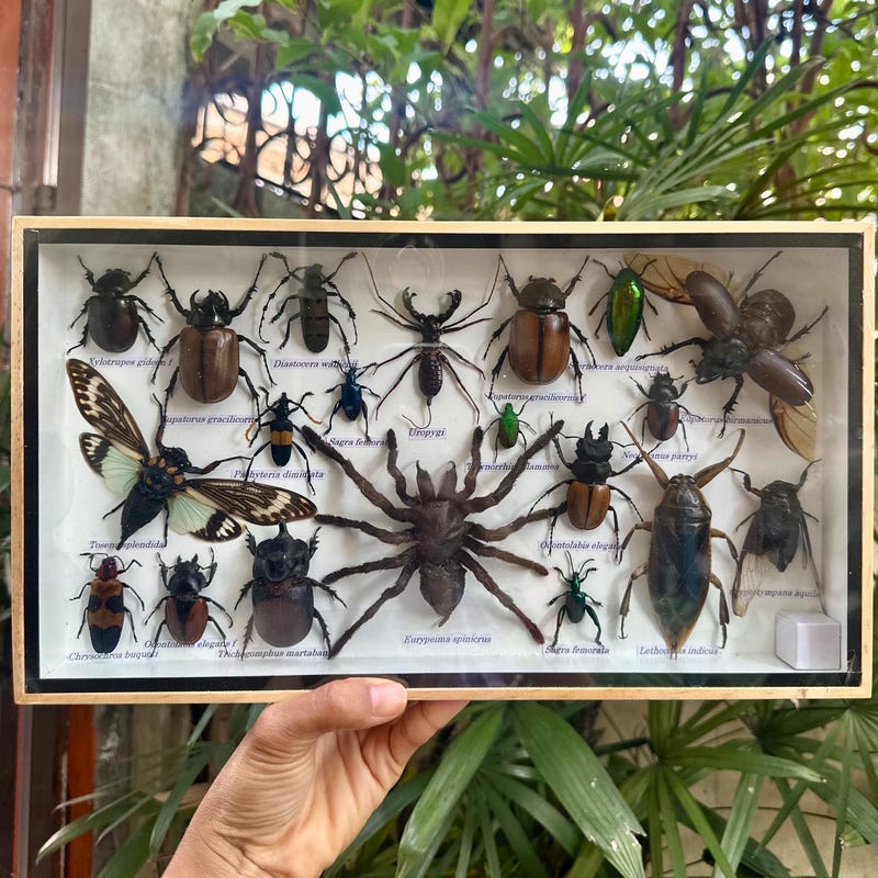 Insect Collection - Etsy