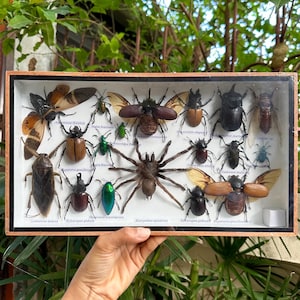 Może przedstawiać: Drewniana gablota z różnymi gatunkami zachowanych owadów, w tym chrząszczy, pająków i motyli. Owady są przypięte i opisane ich nazwami naukowymi.