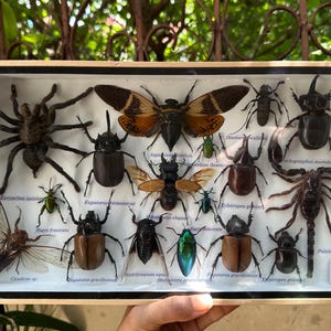May include: A wooden display case with a variety of preserved insects, including a spider, beetles, a scorpion, and a cicada. The insects are labeled with their scientific names.