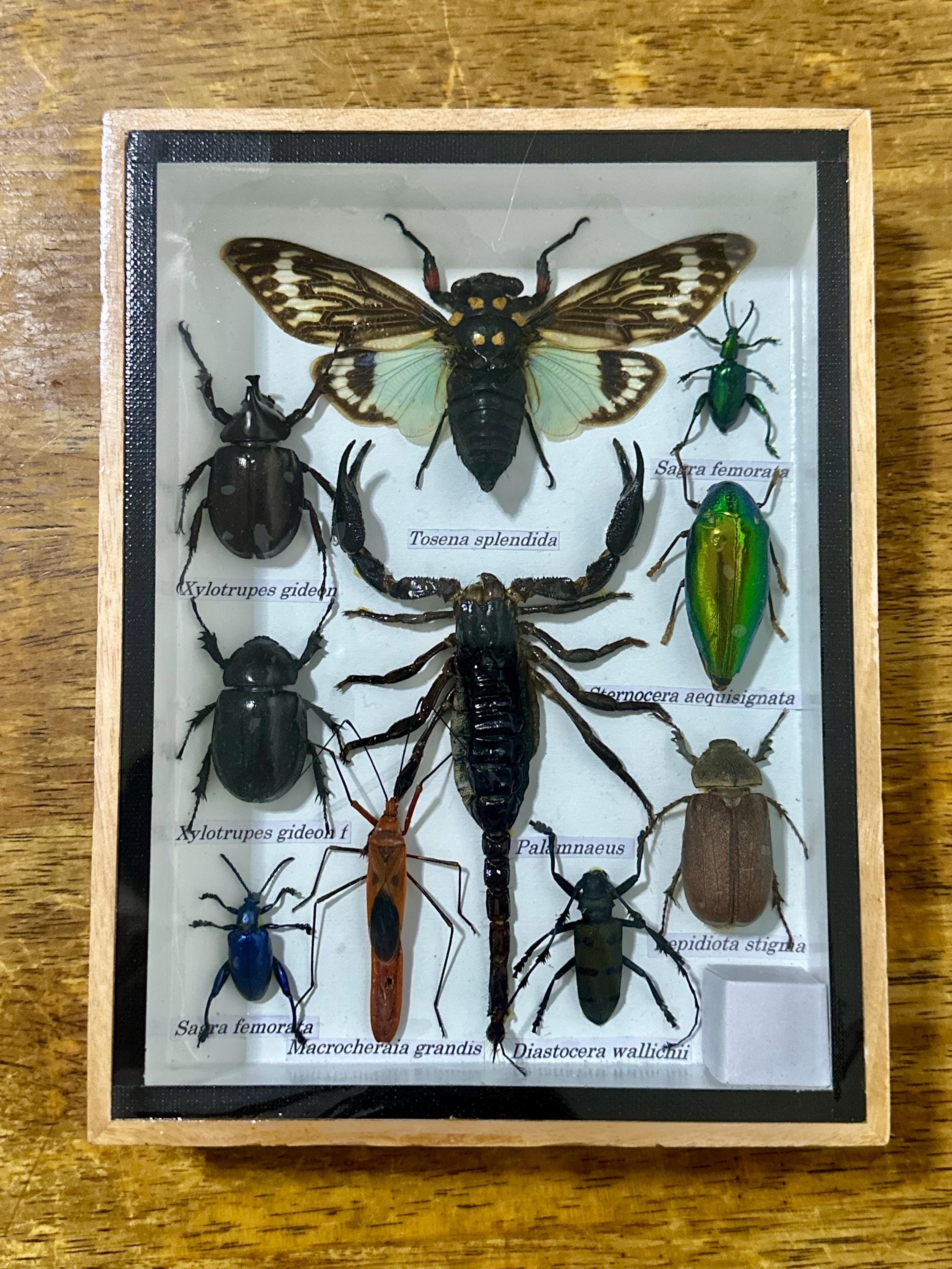 Real Bug Collection Real Insects Taxidermy Blue Cicada Beetles Bug Collection Insect Wood ...