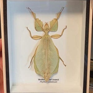 May include: A framed insect specimen of a walking leaf insect, Phyllium celebicum, with a light brown wooden frame and a white background.