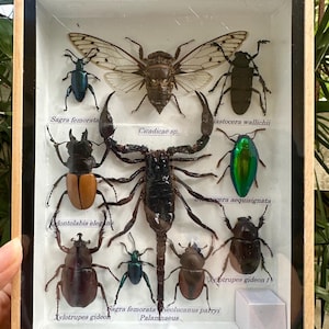 Riktiga insekter skalbaggar cikador inramade insekt taxidermi entomologi samling gåva