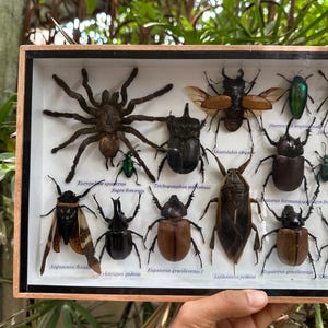 Real Exotic Set Poisonous Insects Mixed Taxidermy Big Specimens ...