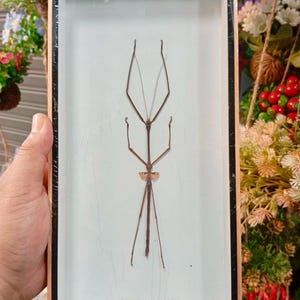 Op de afbeelding: Een ingelijst insectenspecimen van een Kleine Roodgevleugelde Wandelende Tak (Phaenopharos struthioneus) in een houten lijst met een witte achtergrond.
