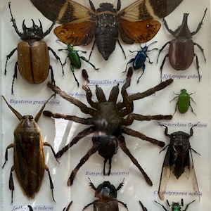 Real Exotic Set Insect Specimen Bug Taxidermy Collection Beetle Spider ...