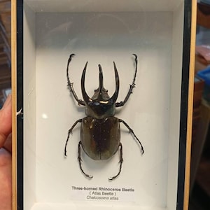 Real 3 Horned rhinoceros Beetle Taxidermied Atlas Beetle Preserved Bug Collection Display Wall Mounted Unique Entomology Home art Decor Gift
