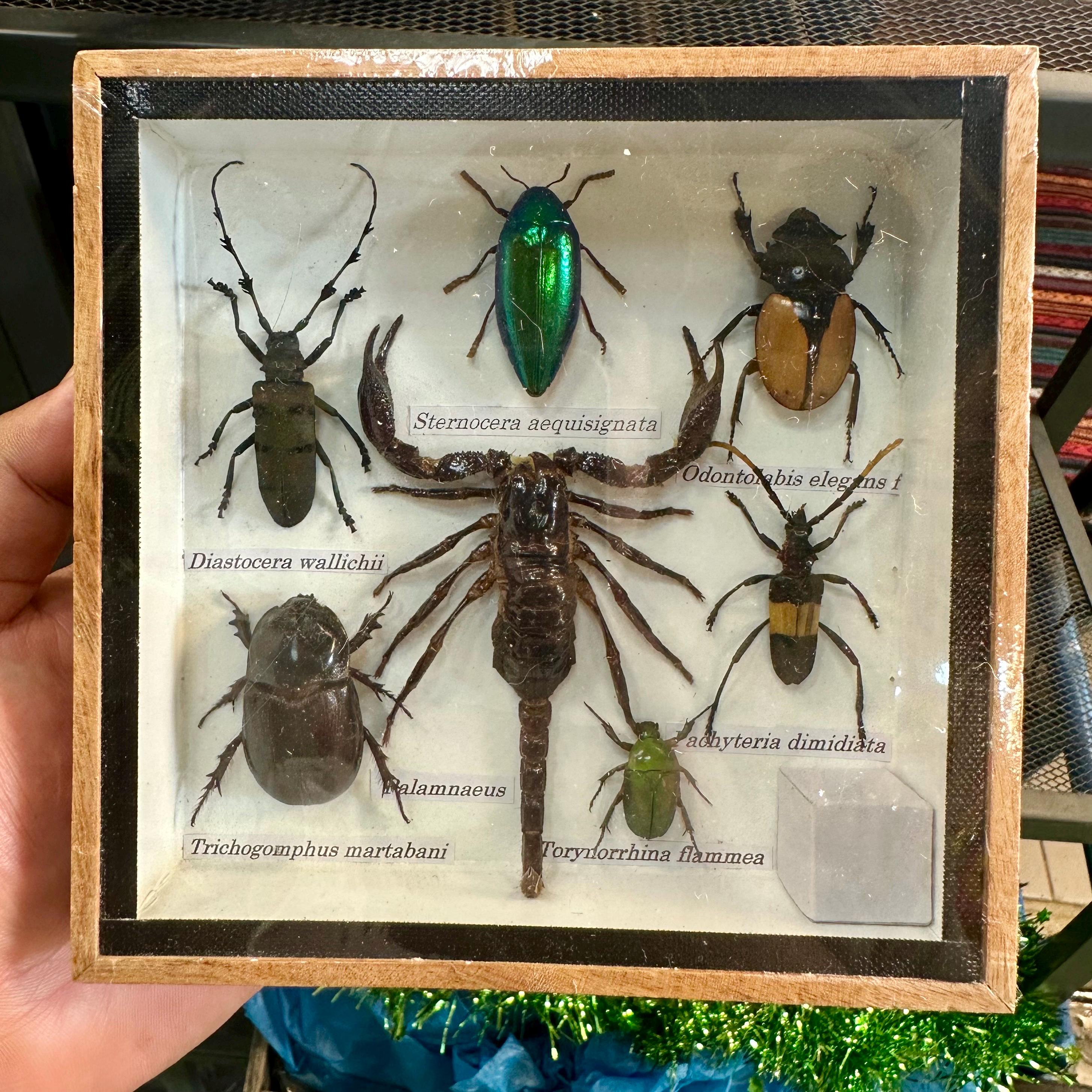 Real Bug Collection Real Insect Collection Frame With Scorpion Taxidermy Display Natural ...