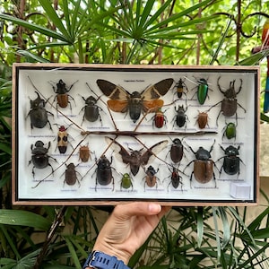 Puede incluir: Una colección enmarcada de 18 tipos diferentes de escarabajos e insectos, incluyendo una gran polilla, expuesta sobre un fondo blanco con sus nombres científicos impresos debajo de cada espécimen.