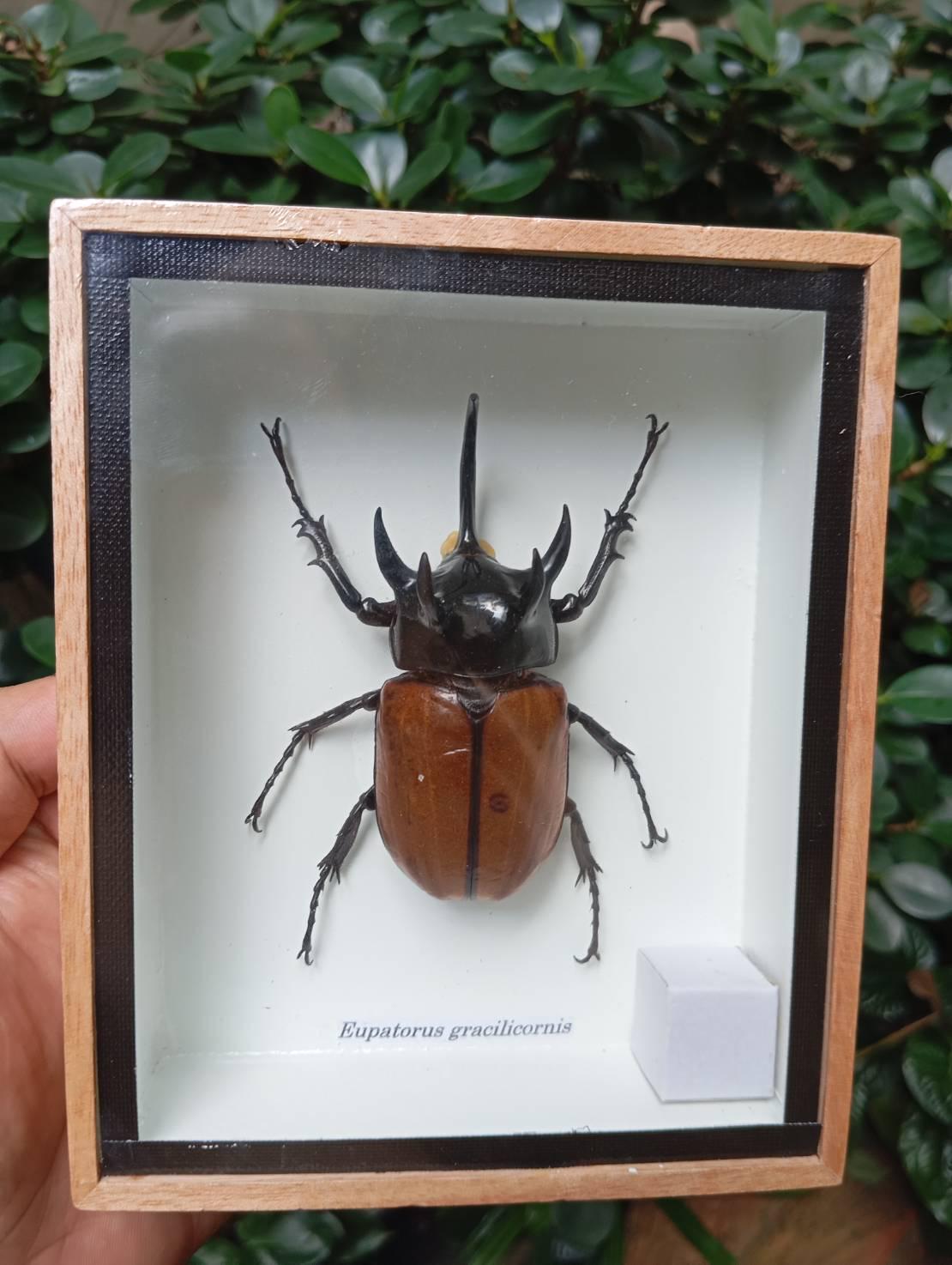 Real Exotic 5 Horned Eupatorus gracilicornis  Beautiful Taxidermy Insect Bug Wooden Box Beetle Wall Mounted Unique Home Decor for Bug Lovers