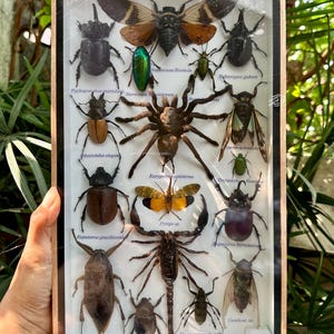 Real Exotic Set Insect Specimen Bug Taxidermy Collection Beetle Spider ...