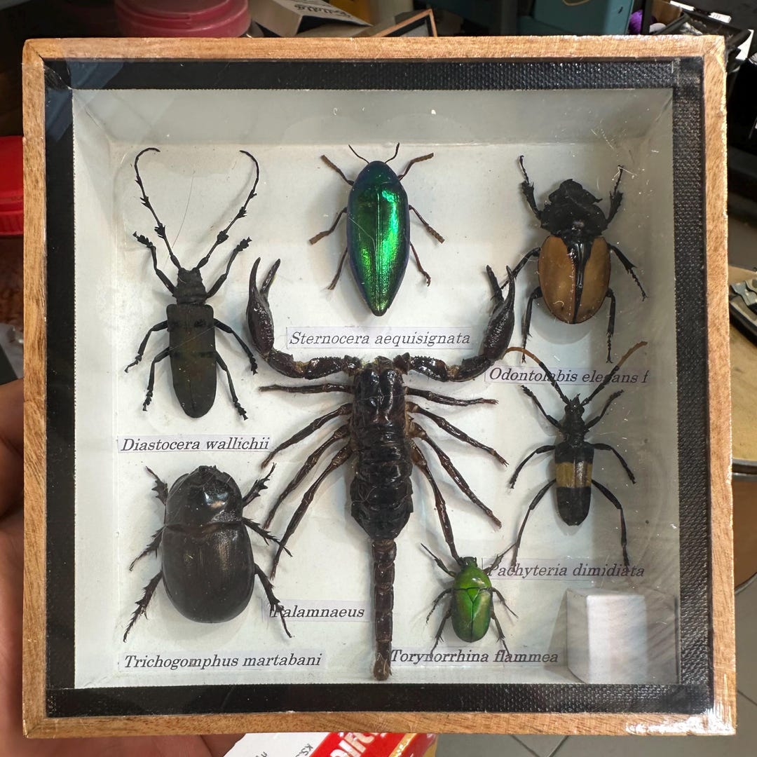 Real Bug Collection Real Insect Collection Frame With Scorpion Taxidermy Display Natural ...