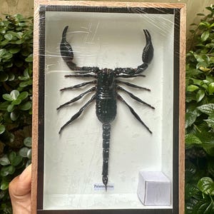May include: A black scorpion preserved in a wooden frame with a white background. The scorpion is labeled "Palamnaeus" in the bottom right corner.