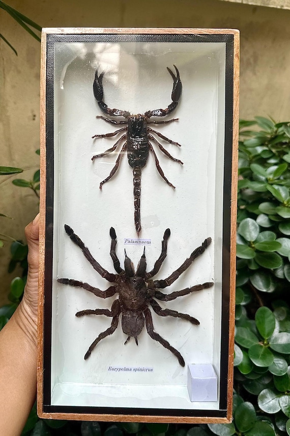 asiahouse24 Vrai Scorpion géant préparé dans une vitrine 3D en bois Peinture murale Naturel