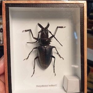 Dorysthenes Walkeri Real Stag Flying Beetle Taxidermied  Preserved Bug Collection Display Wall Mounted Unique Entomology Framed Insect Decor